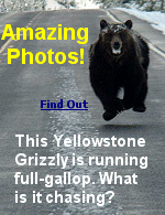 The grizzly bear population in Yellowstone Park has grown tremendously, and rangers recommend you carry a can of bear repellent and spare underpants when hiking.
